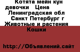 Котята мейн-кун девочки › Цена ­ 13 000 - Ленинградская обл., Санкт-Петербург г. Животные и растения » Кошки   